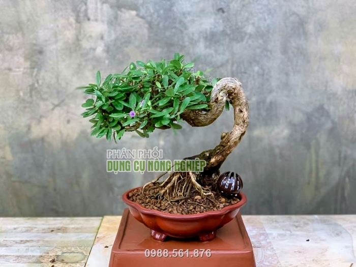 Sản phẩm được dùng nhiều để trồng cây bonsai, cây cảnh