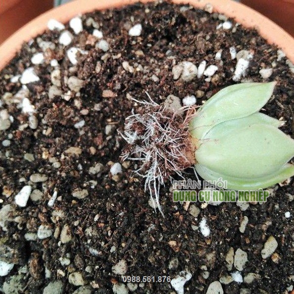 Sản phẩm giúp cây có bộ rễ phát triển khỏe mạnh không bí rễ Sản phẩm giúp cây có bộ rễ phát triển khỏe mạnh không bí rễ